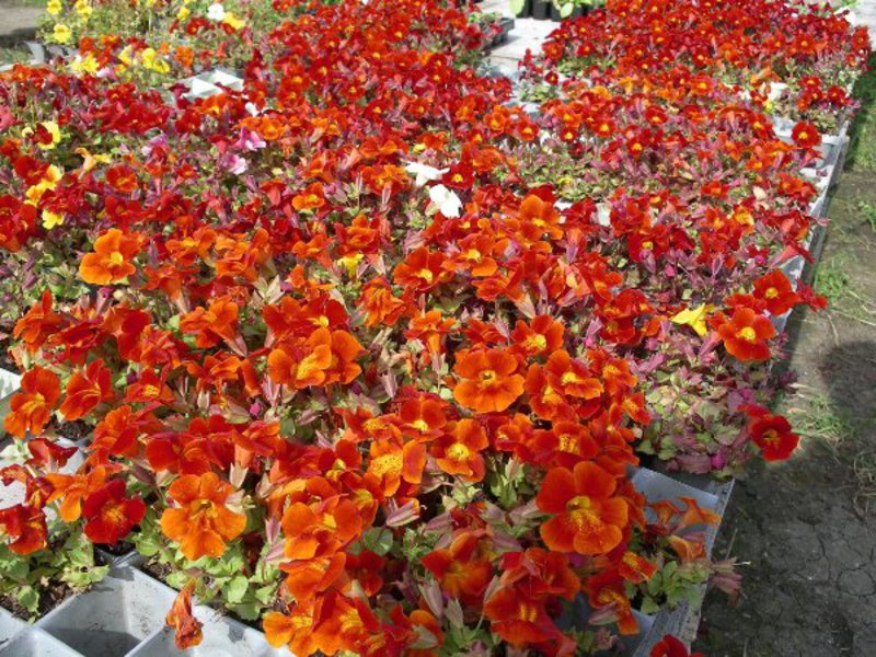 Ime cvijeta mimulus Uzgoj mimulusa iz sjemena