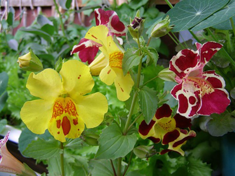 Kako raste cvijet mimulusa Sadnja i briga za mimulus