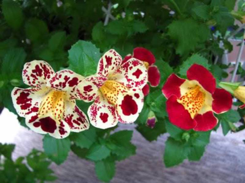 Sorte i sorte cvijeta Mimulus Vrste mimulusa