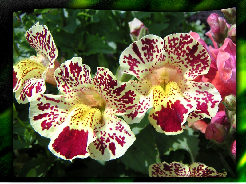 Mimulus sadnica Uzgoj mimulusa iz sjemena