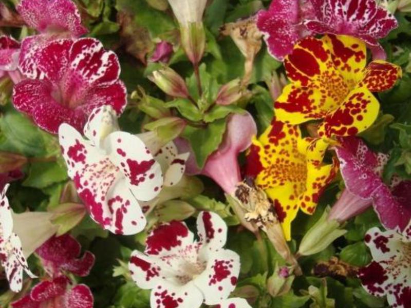 Mimulus koji raste iz sjemena Kako uzgajati mimulus cvijet
