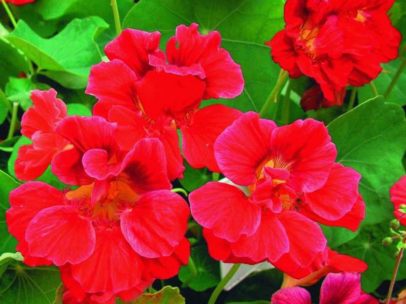 Mimulus sjemena Gdje obično raste mimulus?