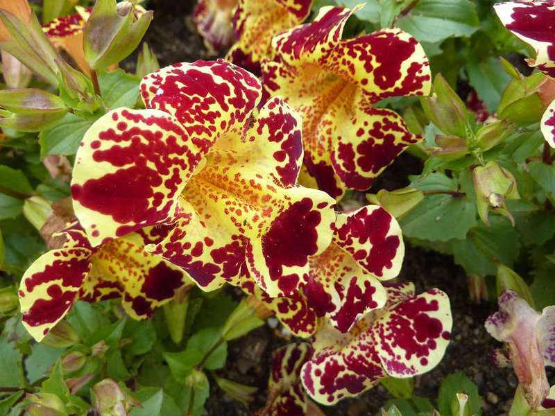 Mimulus u loncu Kako saditi mimulus