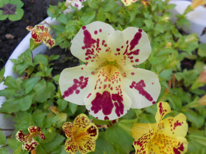 Mimulus cvijet Opis biljnog mimulusa