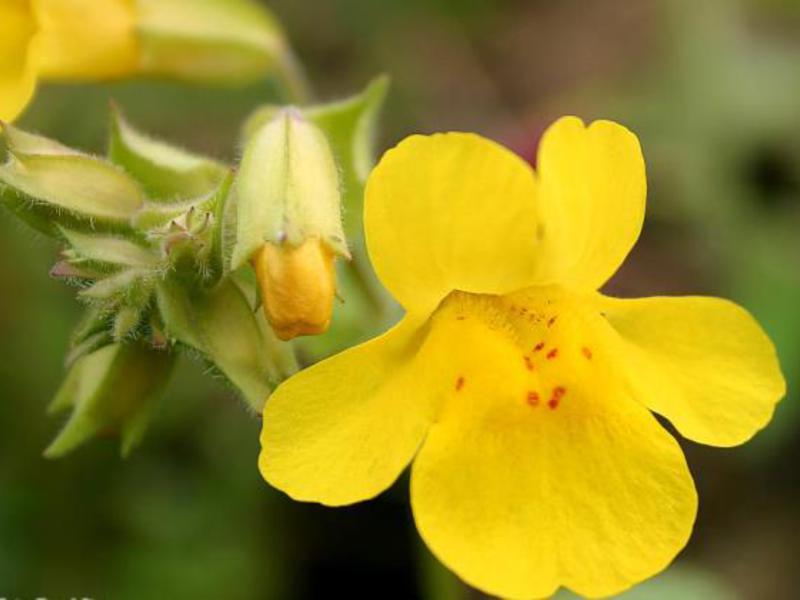 Kako posaditi cvjetni mimulus Kako raste cvijet mimulusa