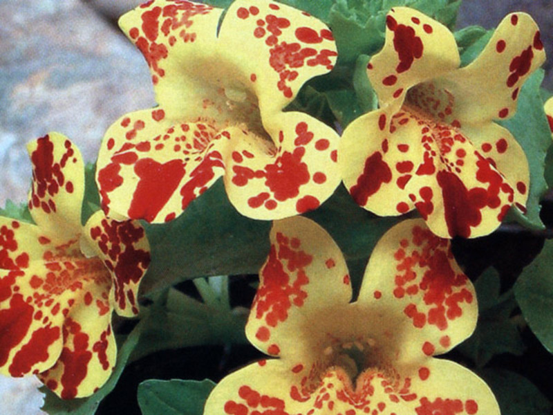 Mimulus koji raste iz sjemena Uzgoj mimulusa iz sjemena