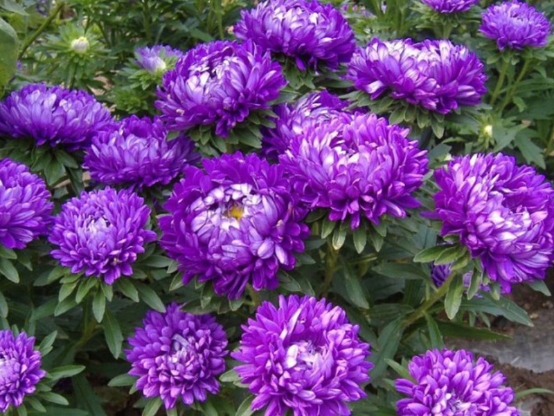 Jednogodišnja ljubičasta roseanna aster Violet I Astra Rosanna - fotografija cvijeća.