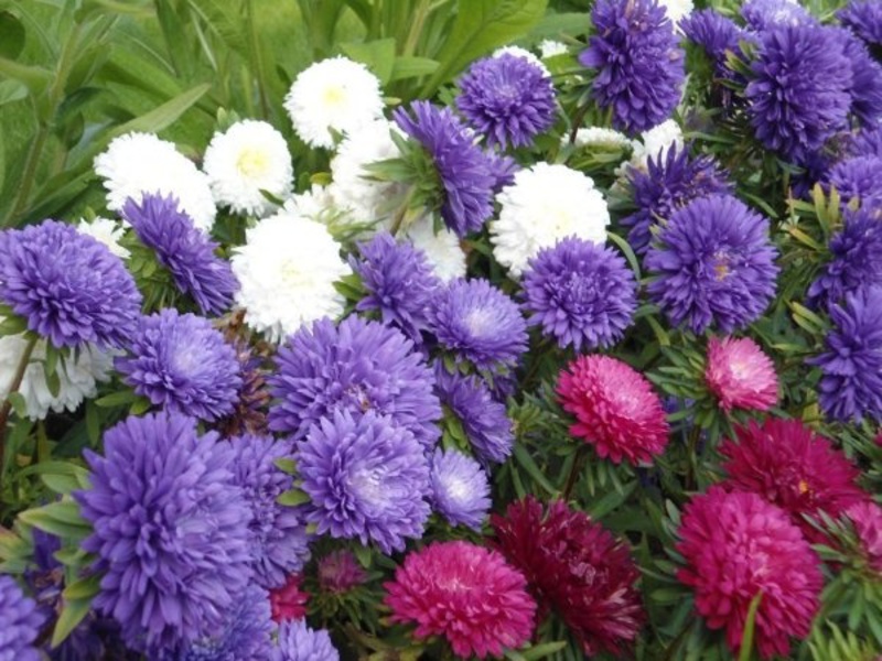 Aster patuljak - grm visine 25-35 cm Patuljasta astra ima niski grm, vrlo je prikladna za ukrašavanje cvjetnjaka.