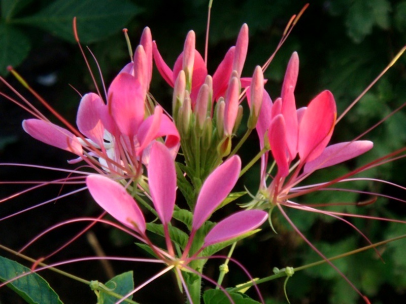 Nježne nijanse ružičaste u bojama Cleome Rose Queen Cleoma Rose queen cvjeta ružičastim vrlo lijepim cvjetovima.