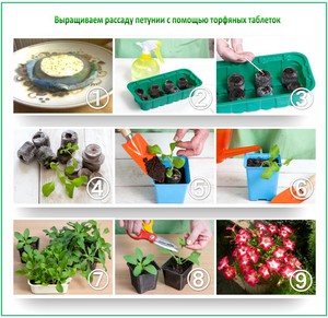 Petunije od sadnica - upute na slikama