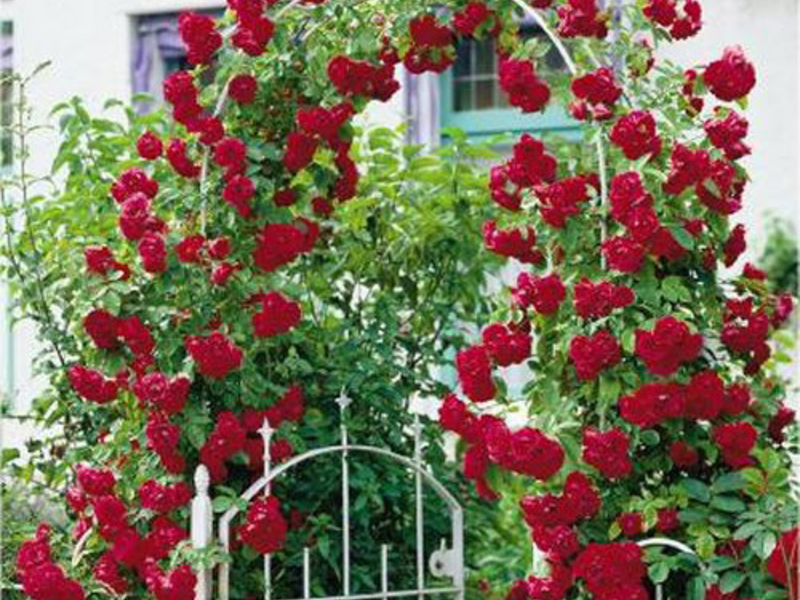 Saplings climbing rose Ruže penjačke boje