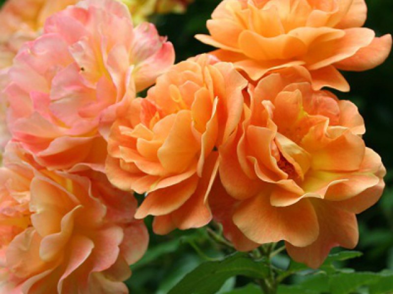Saplings climbing rose Mjesto za sadnju ruža penjačica