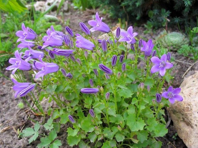 Zvona kopriva