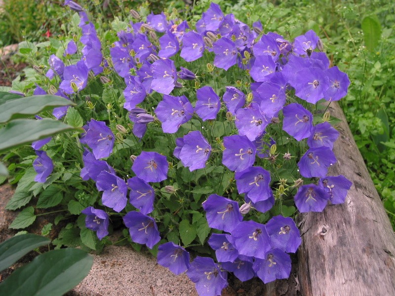 Zvono saxifrage
