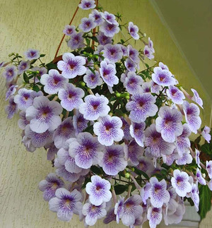 Ahimenesov cvijet