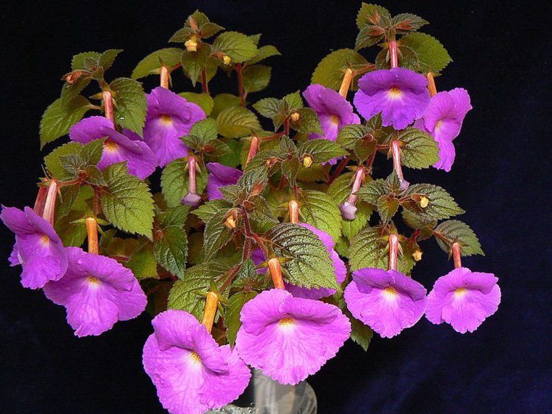 Cvijet Ahimena Opis cvijeta achimenes