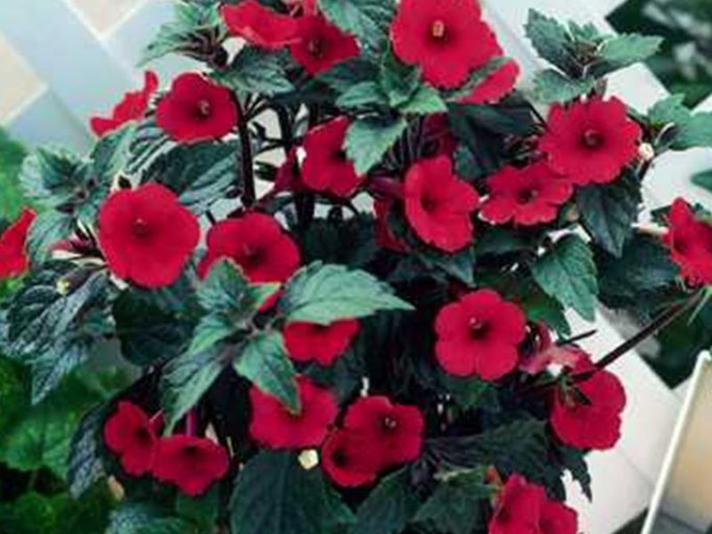 Kako raste Ahimenes Hibridna sorta Achimenes