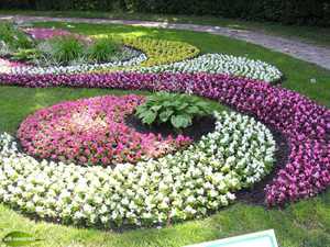 Ein Blumenbeet aus untergroßen Blumen