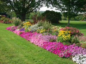 Arten und Sorten von niedrig wachsenden Blüten