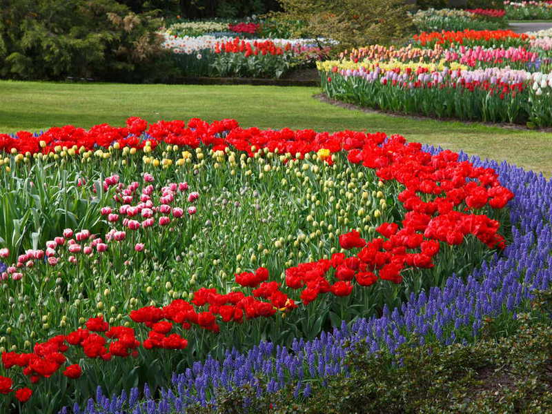 Auswahl der einjährigen Blüten