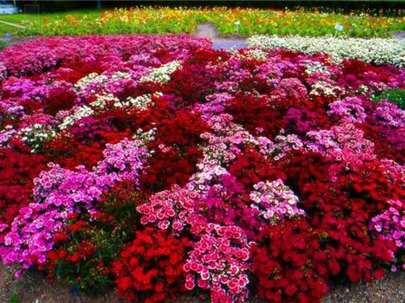 Erstellen eines Blumenbeets mit untergroßen Blumen