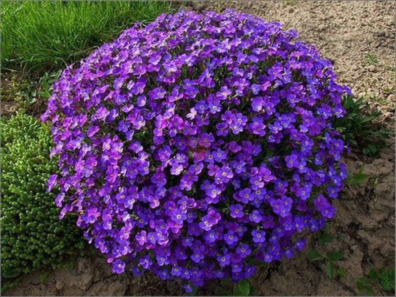 Pflege für niedrig wachsende Blumen