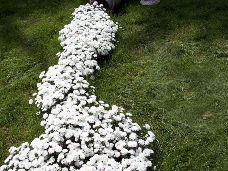 Wie man ein Blumenbeet mit verkümmerten Pflanzen dekoriert