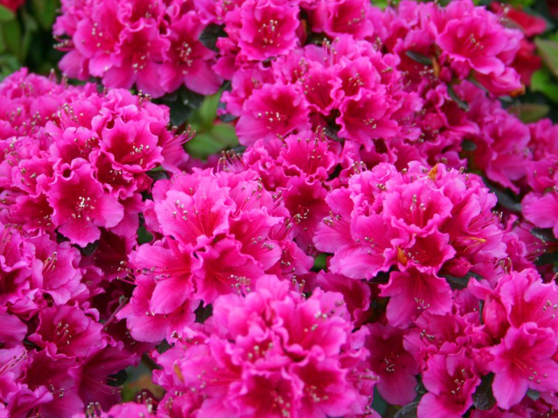 Garten niedrig wachsende Blumen