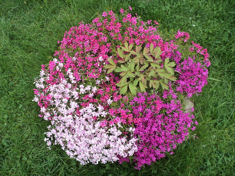 So erstellen Sie ein Blumenbeet aus untergroßen Blumen