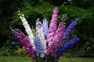 Na tom mjestu uzgajamo delphinium