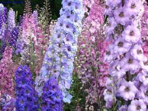 Na gredici delphinium