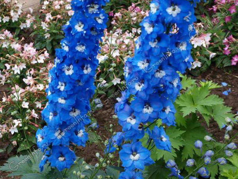 Najbolje sorte višegodišnjih delphinium