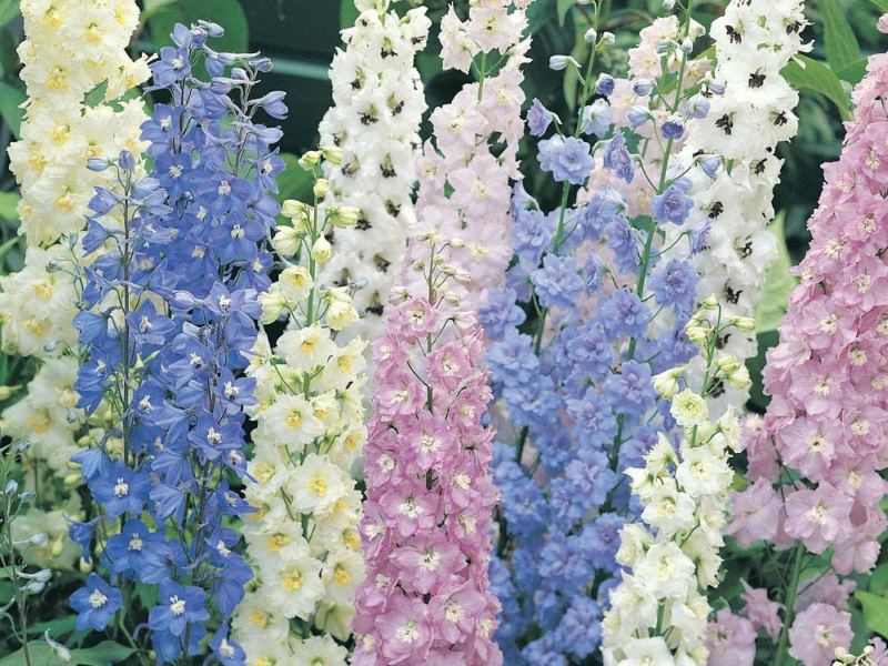 Opis cvijeta delphinium