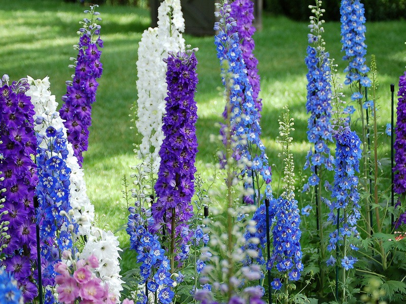 Kako se pravilno brinuti za višegodišnji delphinium