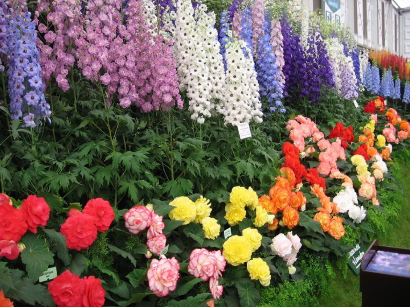 Cvijet sadnice delphinium