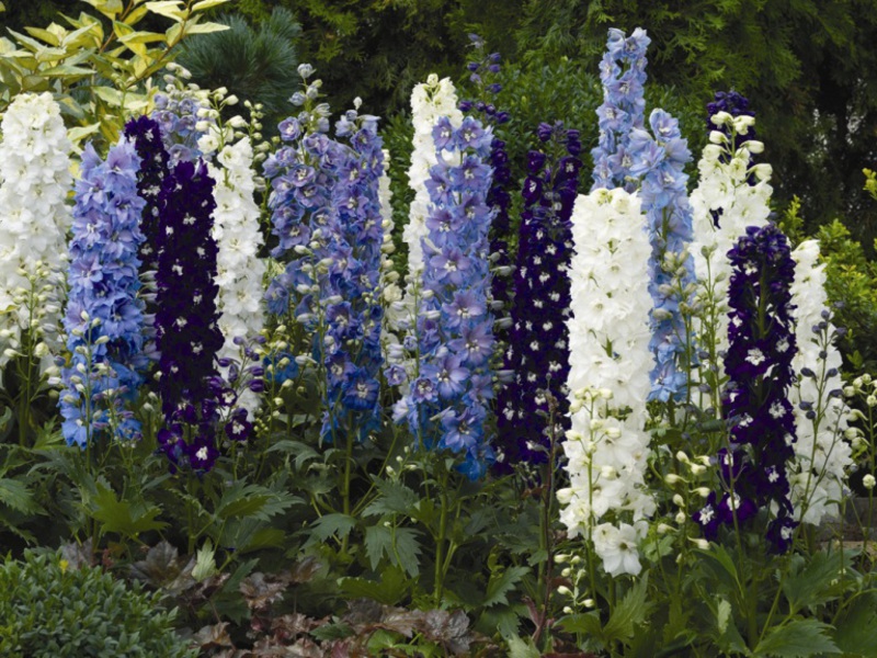 Vrtni cvijet delphinium