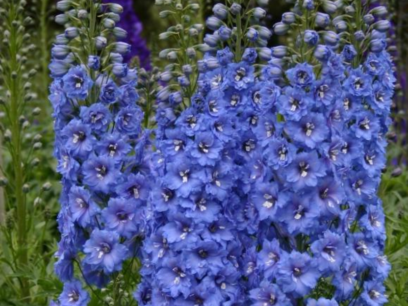 Delphinium na gredici.
