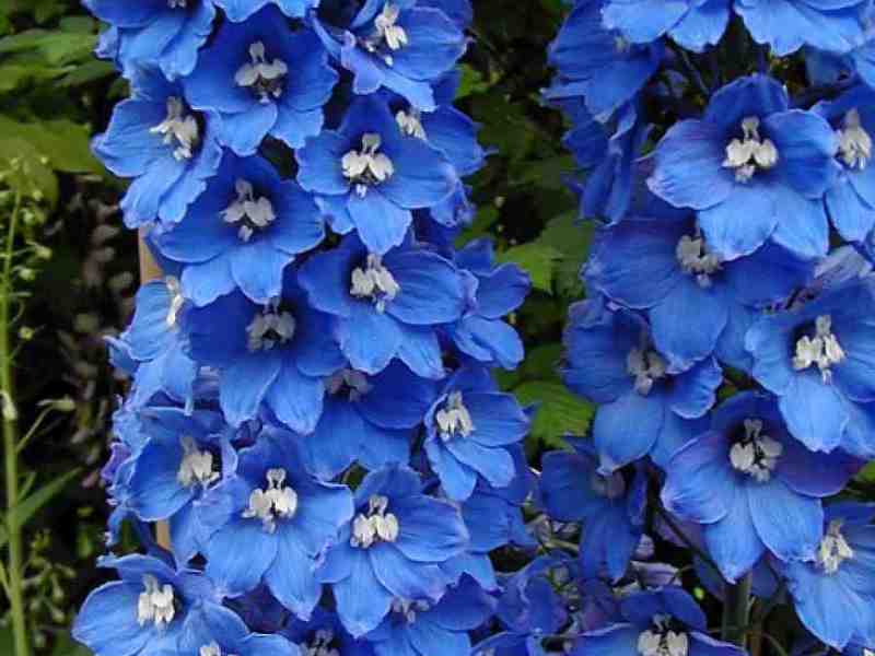 Kako izgleda delphinium