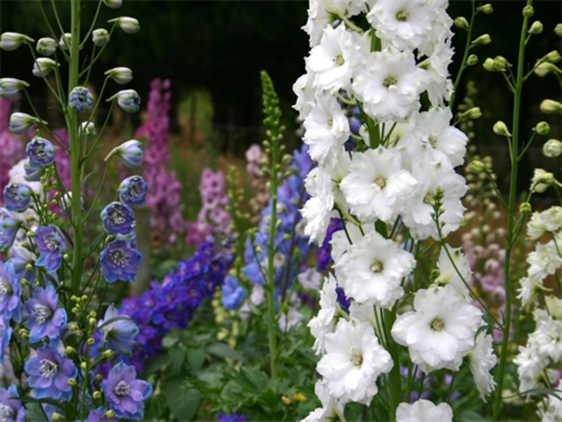 Kako raste delphinium