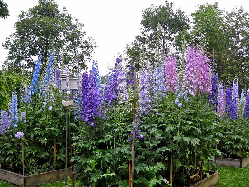 Delphinium - vilinski cvijet