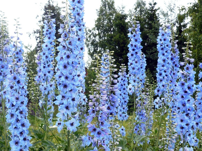 Kako se pravilno brinuti za delphinium