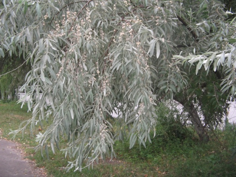 Naivčina srebrnasta u vrtu