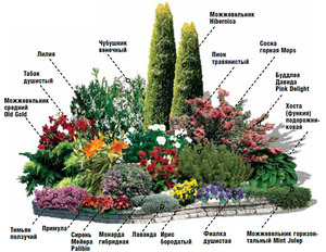  Primjer je višegodišnji mixborder dijagram.