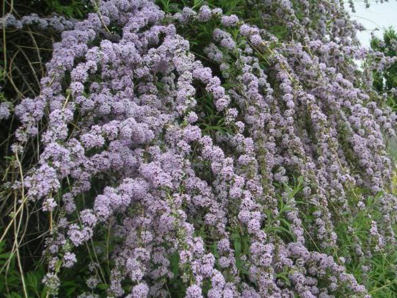 Alternativni list buddleya vrlo je neobična sorta. Buddleya sa zamjenskim lišćem sorta je koja mašti maštu.