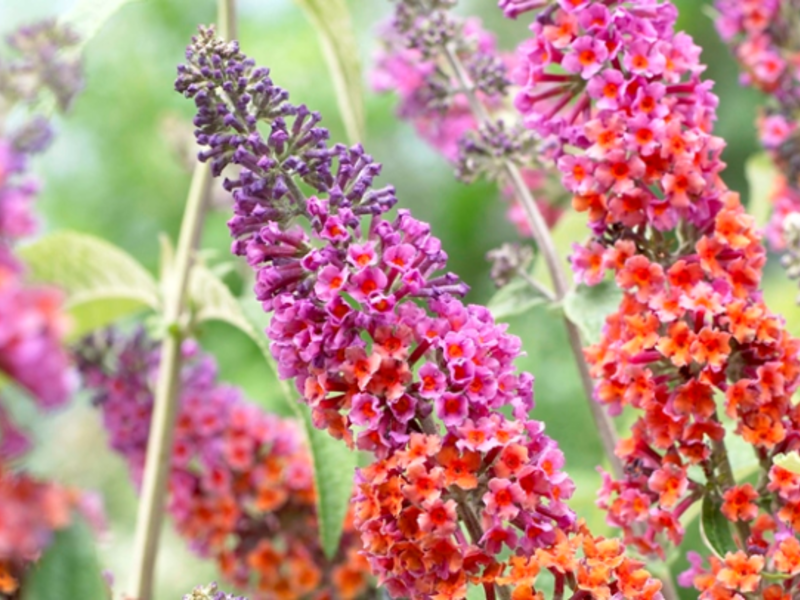 Buddleya David Flower Power - značajke cvjetanja Buddleya David Cvjetna snaga tijekom razdoblja cvatnje.