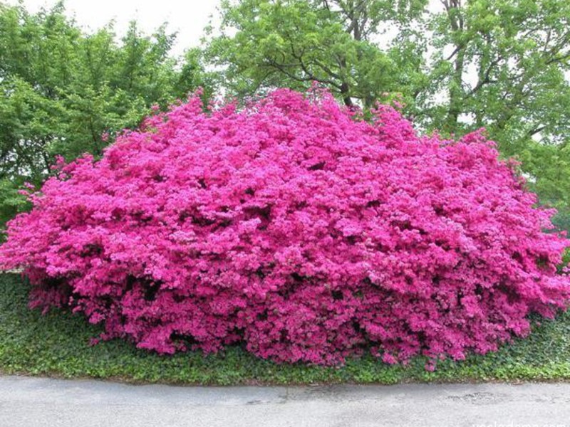 Buddleya Wilson - grm sav u cvatu Wilsonova Buddleya potpuno je prekrivena cvijećem.