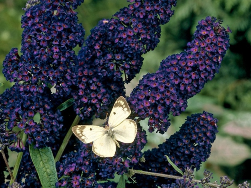 Buddley David Black Knight: fotografija Buddleya Black Knight - cvijeće je gotovo crno.