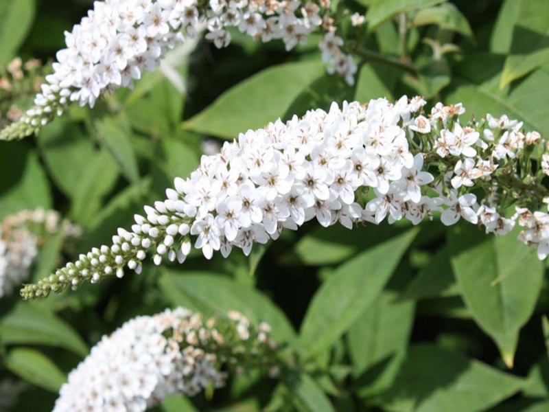 Buddleya David White Profojn - sorta s bijelim cvjetovima Buddleya David White Profojn može cvjetati u bijeloj boji.