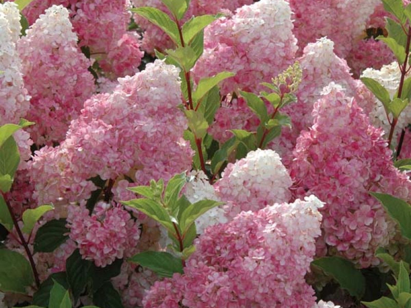 Buddleya David White Profusion - bijela i ružičasta raskoš White Profusion buddleya mješavina je bijele i ružičaste, vrlo nježnih nijansi.