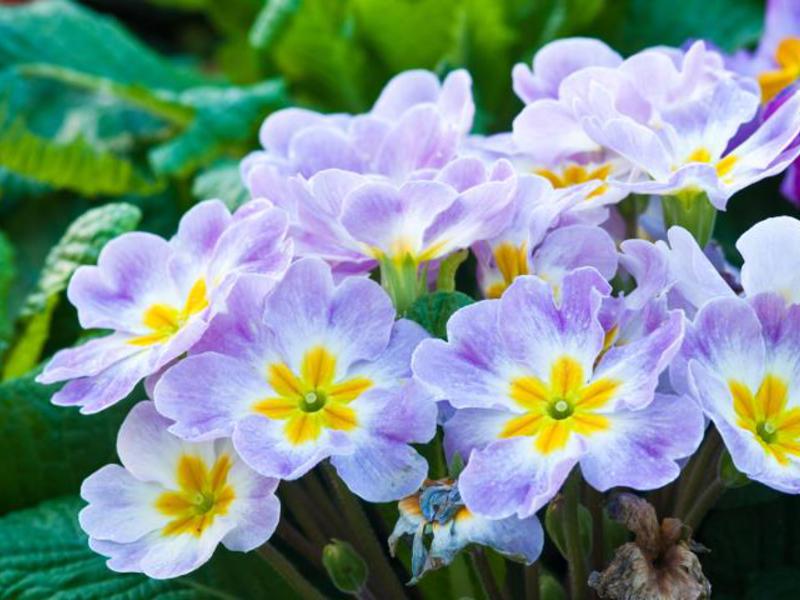 Primula bez stabljike - biljna fotografija